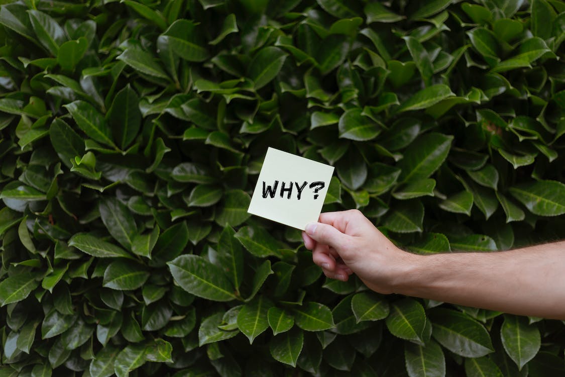 Free Concept Image with a Question on a Sticky Note against Green Hedge Stock Photo